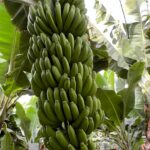 Foto galerija Tenerife magic. www.tenerifemagic.lv