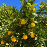 Foto galerija Tenerife magic. www.tenerifemagic.lv