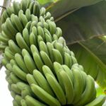 Foto galerija Tenerife magic. www.tenerifemagic.lv