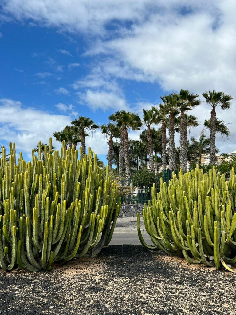 Foto galerija Tenerife magic. www.tenerifemagic.lv