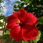 Foto galerija Tenerife magic. www.tenerifemagic.lv