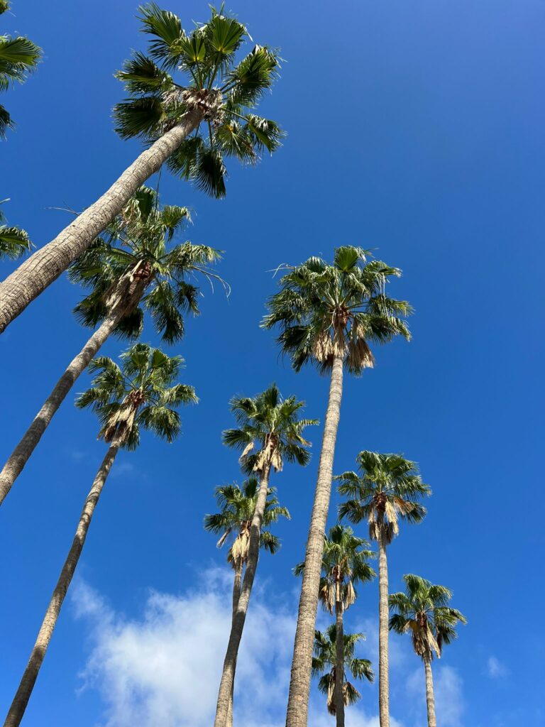 Foto galerija Tenerife magic. www.tenerifemagic.lv
