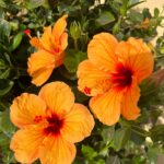 Foto galerija Tenerife magic. www.tenerifemagic.lv