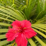 Foto galerija Tenerife magic. www.tenerifemagic.lv