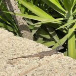 Foto galerija Tenerife magic. www.tenerifemagic.lv