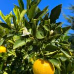 Foto galerija Tenerife magic. www.tenerifemagic.lv