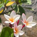 Foto galerija Tenerife magic. www.tenerifemagic.lv