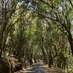 Foto galerija Tenerife magic. www.tenerifemagic.lv