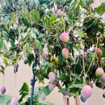 Foto galerija Tenerife magic. www.tenerifemagic.lv