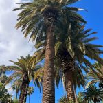 Foto galerija Tenerife magic. www.tenerifemagic.lv