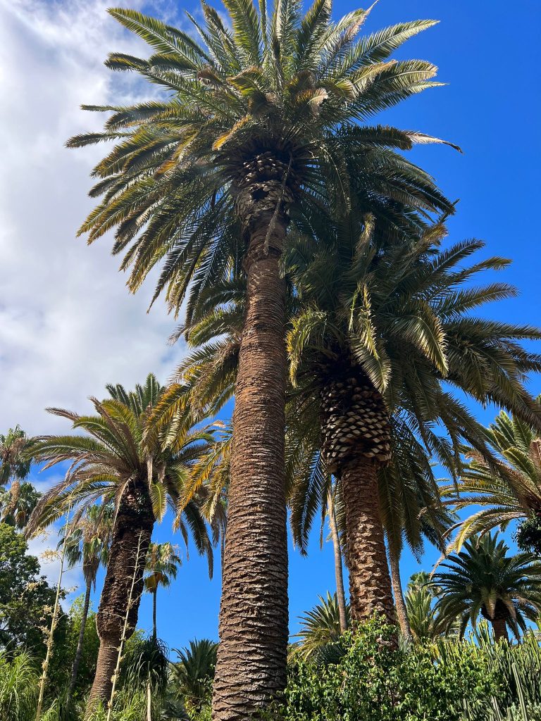 Foto galerija Tenerife magic. www.tenerifemagic.lv