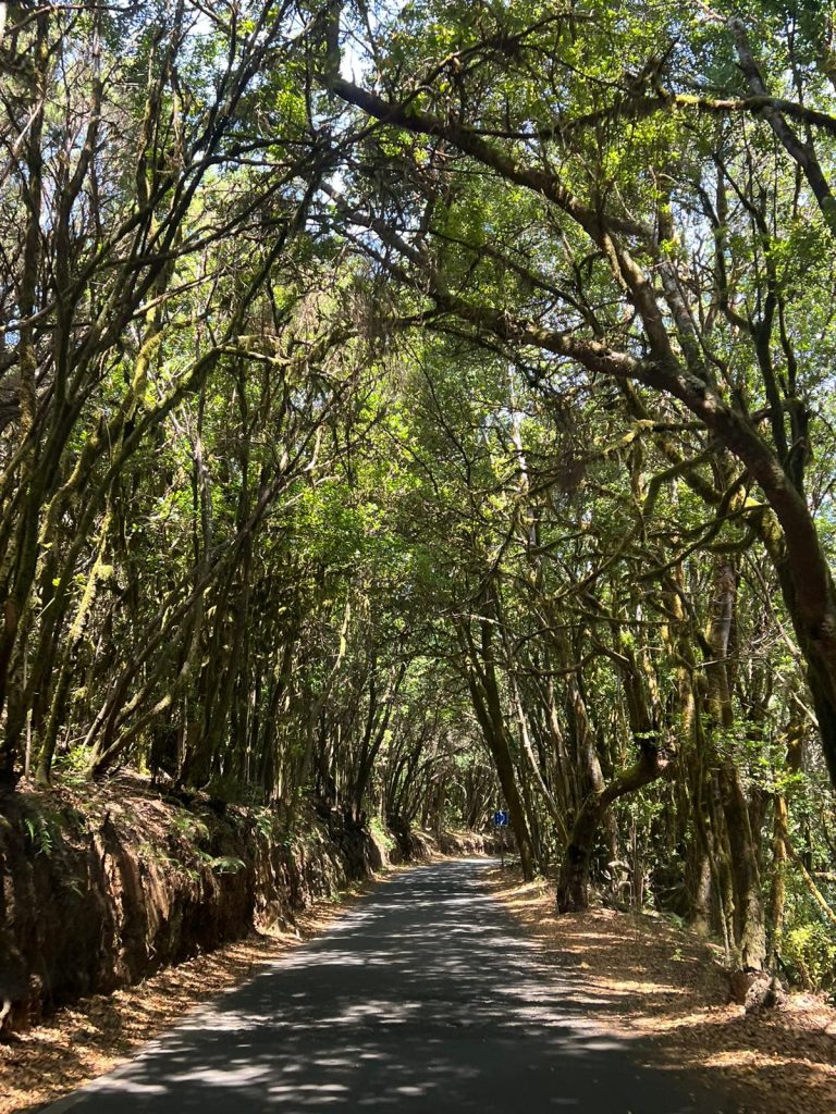 La Gomeru Foto galerija Tenerife magic. www.tenerifemagic.lv