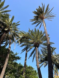 La Gomeru Foto galerija Tenerife magic. www.tenerifemagic.lv